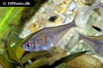 hyphessobrycon paepkei hyphessobrycon paepkei
