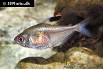 hyphessobrycon paepkei hyphessobrycon paepkei