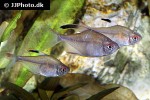 hyphessobrycon paepkei hyphessobrycon paepkei