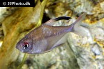 hyphessobrycon paepkei hyphessobrycon paepkei