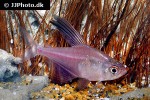 hyphessobrycon paepkei hyphessobrycon paepkei
