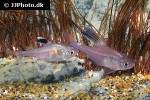 hyphessobrycon paepkei hyphessobrycon paepkei