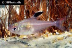 hyphessobrycon paepkei hyphessobrycon paepkei