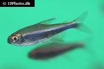 hyphessobrycon peruvianus hyphessobrycon peruvianus
