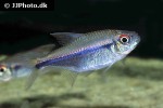 hyphessobrycon peruvianus hyphessobrycon peruvianus