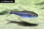 hyphessobrycon peruvianus hyphessobrycon peruvianus