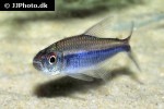 hyphessobrycon peruvianus hyphessobrycon peruvianus
