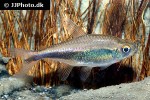 hyphessobrycon peruvianus hyphessobrycon peruvianus
