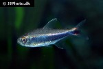 hyphessobrycon peruvianus hyphessobrycon peruvianus