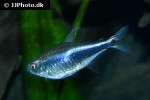 hyphessobrycon peruvianus hyphessobrycon peruvianus