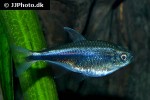 hyphessobrycon peruvianus hyphessobrycon peruvianus