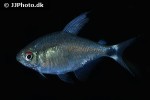 hyphessobrycon peugeoti hyphessobrycon peugeoti