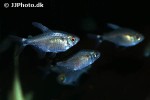 hyphessobrycon peugeoti hyphessobrycon peugeoti