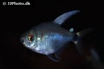 hyphessobrycon peugeoti hyphessobrycon peugeoti