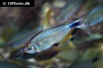 hyphessobrycon procyon hyphessobrycon procyon