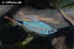 hyphessobrycon procyon hyphessobrycon procyon