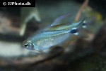 hyphessobrycon procyon hyphessobrycon procyon