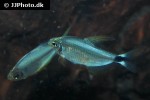hyphessobrycon procyon hyphessobrycon procyon