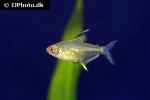 hyphessobrycon pulchripinnis hyphessobrycon pulchripinnis