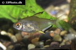 hyphessobrycon pulchripinnis hyphessobrycon pulchripinnis