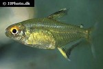 hyphessobrycon pulchripinnis hyphessobrycon pulchripinnis