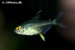 hyphessobrycon pulchripinnis hyphessobrycon pulchripinnis