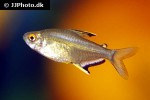 hyphessobrycon pulchripinnis hyphessobrycon pulchripinnis