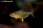 hyphessobrycon pulchripinnis hyphessobrycon pulchripinnis