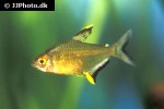 hyphessobrycon pulchripinnis hyphessobrycon pulchripinnis