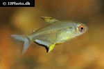 hyphessobrycon pulchripinnis hyphessobrycon pulchripinnis