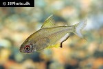 hyphessobrycon pulchripinnis hyphessobrycon pulchripinnis