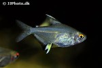 hyphessobrycon pulchripinnis hyphessobrycon pulchripinnis