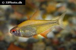 hyphessobrycon pulchripinnis orange hyphessobrycon pulchripinnis orange