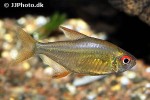 hyphessobrycon pulchripinnis super lemon hyphessobrycon pulchripinnis super lemon