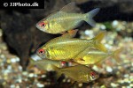 hyphessobrycon pulchripinnis super lemon hyphessobrycon pulchripinnis super lemon