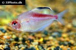 hyphessobrycon pyrrhonotus hyphessobrycon pyrrhonotus