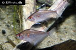 hyphessobrycon pyrrhonotus hyphessobrycon pyrrhonotus
