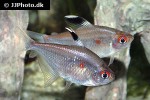 hyphessobrycon pyrrhonotus hyphessobrycon pyrrhonotus