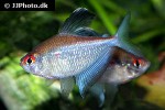 hyphessobrycon pyrrhonotus hyphessobrycon pyrrhonotus