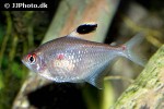 hyphessobrycon pyrrhonotus hyphessobrycon pyrrhonotus