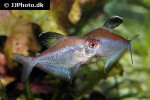 hyphessobrycon pyrrhonotus hyphessobrycon pyrrhonotus