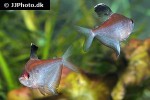 hyphessobrycon pyrrhonotus hyphessobrycon pyrrhonotus
