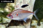 hyphessobrycon pyrrhonotus hyphessobrycon pyrrhonotus