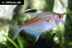 hyphessobrycon pyrrhonotus hyphessobrycon pyrrhonotus