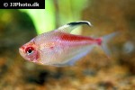 hyphessobrycon pyrrhonotus hyphessobrycon pyrrhonotus