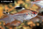 hyphessobrycon pyrrhonotus hyphessobrycon pyrrhonotus