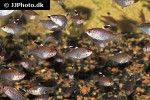 hyphessobrycon pyrrhonotus hyphessobrycon pyrrhonotus
