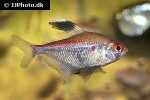 hyphessobrycon pyrrhonotus hyphessobrycon pyrrhonotus