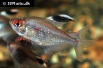 hyphessobrycon pyrrhonotus hyphessobrycon pyrrhonotus