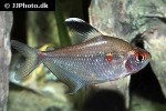 hyphessobrycon pyrrhonotus hyphessobrycon pyrrhonotus